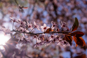 fruit trees blooming with red flowers in the garden