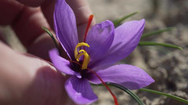 Gathering saffron crocus flowers