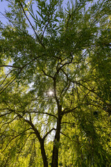 deciduous willow tree in spring