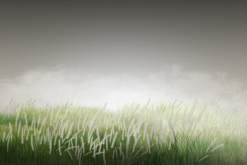 green grass in the fog The green meadow, adorned with white flowers, lies beautifully enveloped in soft mist.