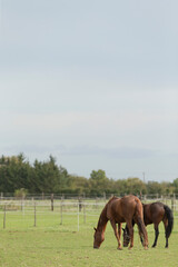 Fototapeta premium In a serene grassy field, there are three horses leisurely grazing on the abundant greenery all around them. It creates a peaceful scene