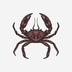 Crab hand drawn colorful illustration artwork