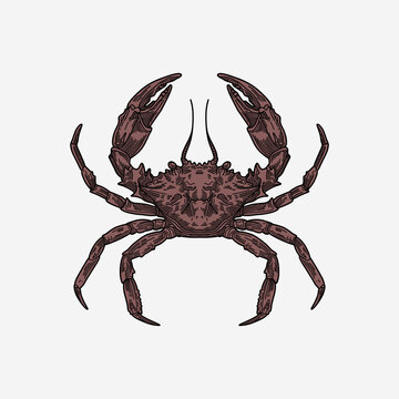 recommend clip art: Crab hand drawn colorful illustration artwork