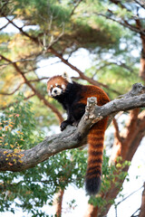 Cute red panda living in a zoo in Japan with tree branch and ground.
