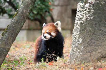 Cute red panda living in a zoo in Japan with tree branch and ground.