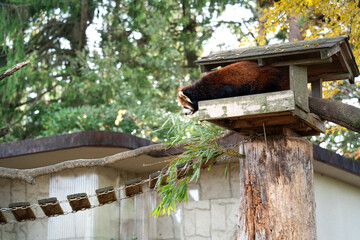 Cute red panda living in a zoo in Japan with tree branch and ground.