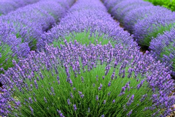 Lavender Bush. Beautiful Lavandula Flower in Herbal Garden with Purple and Blue Background