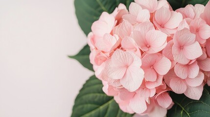 Fototapeta premium Close-up of pink hydrangea blooms against leafy background, Natural hydrangea flowers, Botanical texture