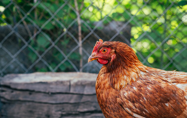 A close-up of a brown hen observing its surroundings in a garden during a sunny afternoon in the countryside