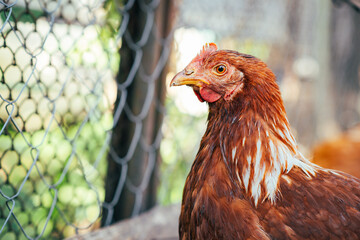 A close-up of a brown hen observing its surroundings in a garden during a sunny afternoon in the...