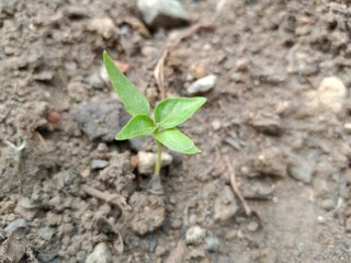 plant sprout