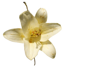white lily isolated on white