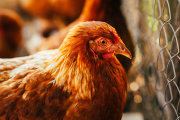 A close-up of a brown hen observing its surroundings in a garden during a sunny afternoon in the...