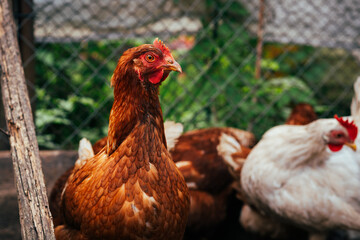A close-up of a brown hen observing its surroundings in a garden during a sunny afternoon in the countryside