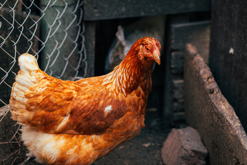 A close-up of a brown hen observing its surroundings in a garden during a sunny afternoon in the countryside