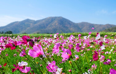 Obraz premium flowers in the mountains.
