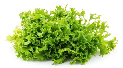 Fresh Green Lettuce