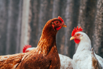 A close-up of a brown hen observing its surroundings in a garden during a sunny afternoon in the countryside