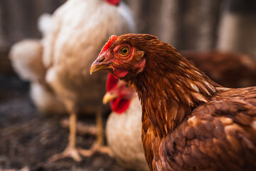 A close-up of a brown hen observing its surroundings in a garden during a sunny afternoon in the...