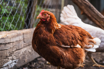 A close-up of a brown hen observing its surroundings in a garden during a sunny afternoon in the...