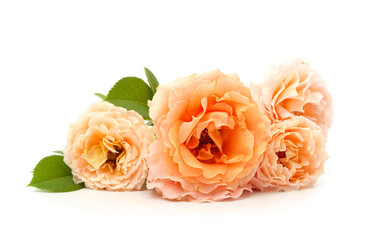 Beautiful orange flowers.