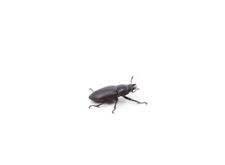 Brown deer beetle.