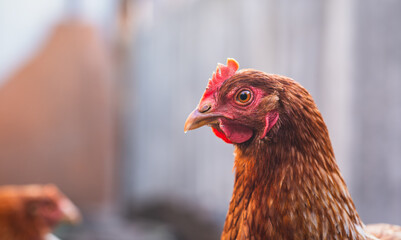 A close-up of a brown hen observing its surroundings in a garden during a sunny afternoon in the...