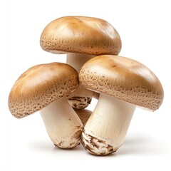 Champignons mushrooms fungus fungi.