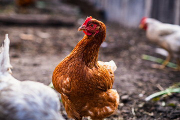 A close-up of a brown hen observing its surroundings in a garden during a sunny afternoon in the countryside