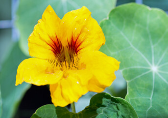 Bright Yellow Nasturtium (Tropaeolum)  Flower in full bloom against a natural green leafe...