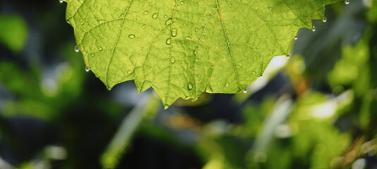 Leaf Green Fresh Closeup Horizontal Natural Spring Morning Water