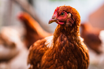 A close-up of a brown hen observing its surroundings in a garden during a sunny afternoon in the countryside