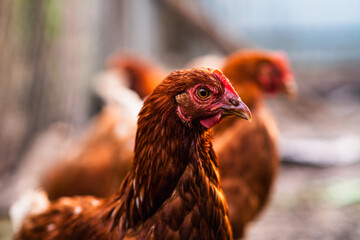A close-up of a brown hen observing its surroundings in a garden during a sunny afternoon in the countryside