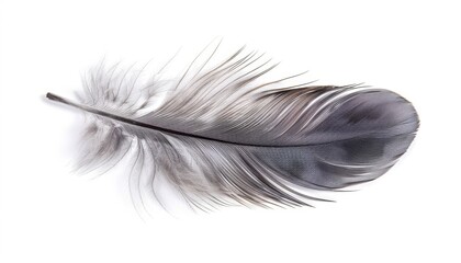 Beautiful Grey Bird Feather Isolated on White Background for Nature and Wildlife Designs Generative AI