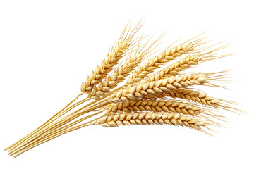 Fototapeta premium Horizontal wheat ears isolated on a white background with clipping path. Full Depth of field