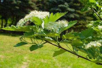 Branch of Sorbus aria in full bloom in mid May