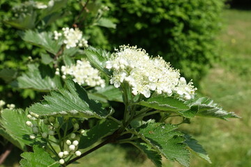 Close shot of white flowers of Sorbus aria in mid May