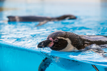 【#動物園】泳ぐペンギン