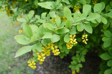 Green leaves and yellow flowers of Berberis vulgaris in May