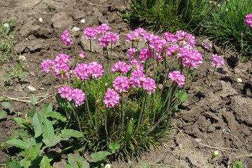 Armeria maritima in full bloom in May