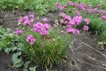 Obraz premium Buds and pink flowers of Armeria maritima in mid May
