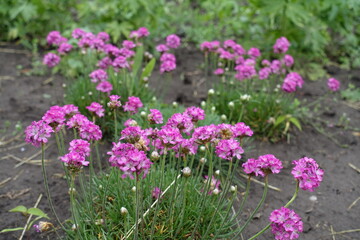 Closed buds and pink flowers of Armeria maritima in mid May