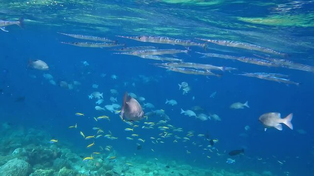 Small swarm of needlefish swimming close to the ocean surface near Ellaidhoo island in the Maldives