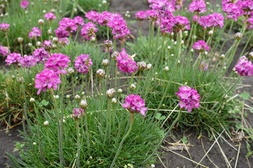 Obraz premium Flowers of pink Armeria maritima in mid May