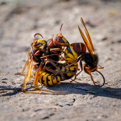 Bizarre image of three European hornets (Vespa crabro) mating.