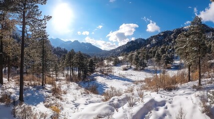 Panoramic view of a snowy mountain forest on a sunny day