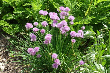 Group of pink flowers of Chives in May