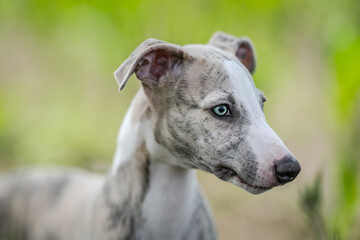 Close up portrait of a young whippet puppy with blue eyes, posing in green nature, side profile view
