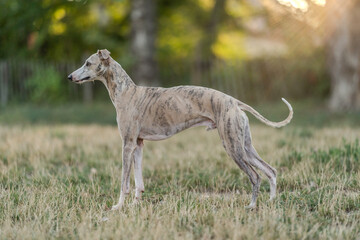 Beautiful slim whippet dog posing in the park elegantly