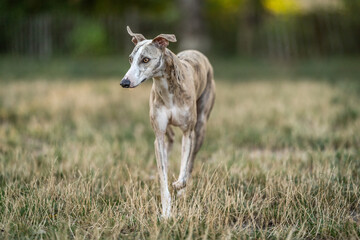 Obraz premium Brindle and white whippet boy walking in the dog park, looking around, hunting for squirrels